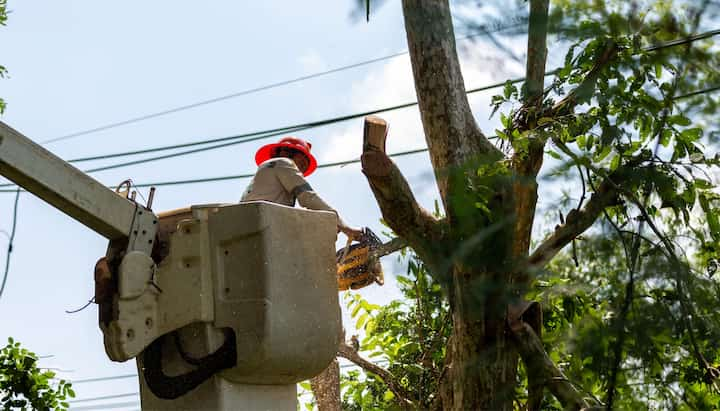 oahu tree service