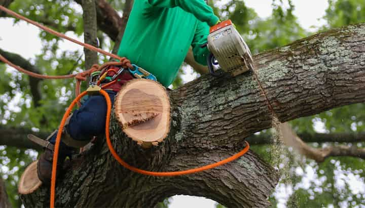 oahu tree service