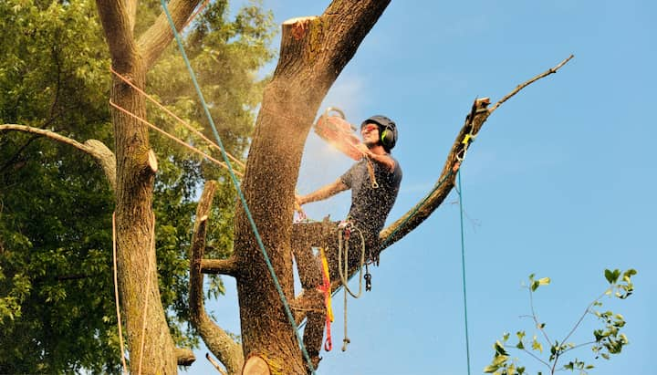 oahu tree service