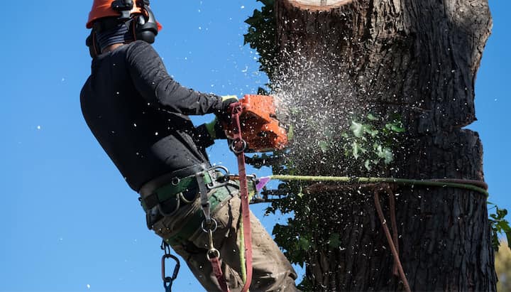 oahu tree trimming